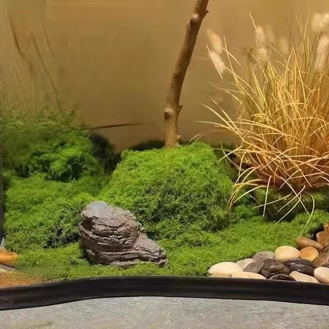 Muschio Eterno 200g per Artigi - Aquarium Moss recensione e prezzo