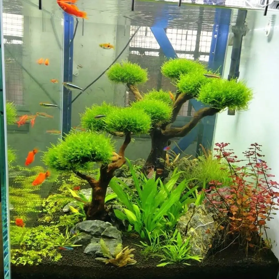 Acquario Driftwood Decorazione - Aquarium Plant Substrate recensione e prezzo
